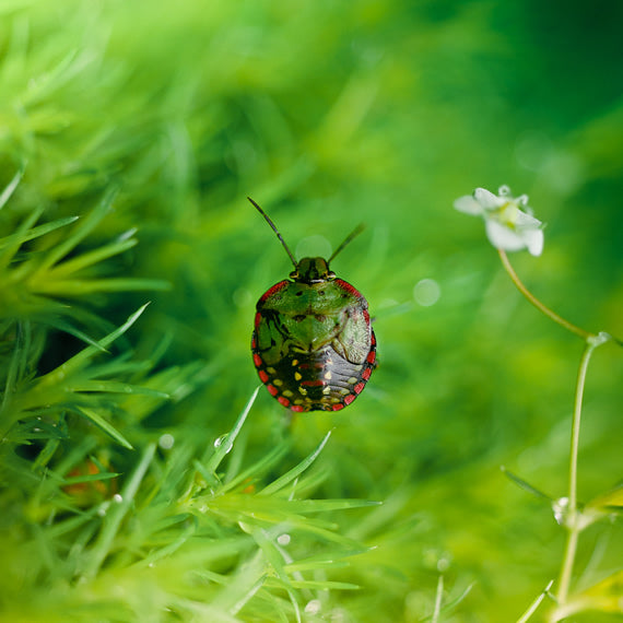 Adobe Lightroom before and after : Macro nature photos